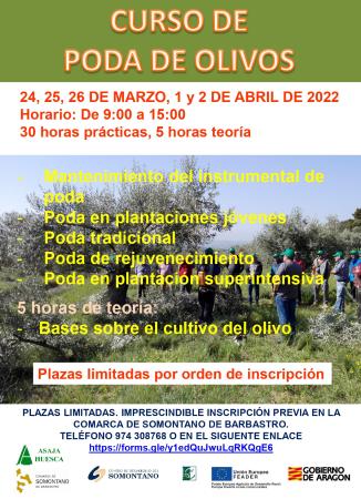 Curso de poda de olivo en la Comarca de Somontano
